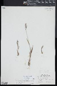 Dichanthelium acuminatum subsp. columbianum image