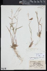 Dichanthelium acuminatum subsp. columbianum image