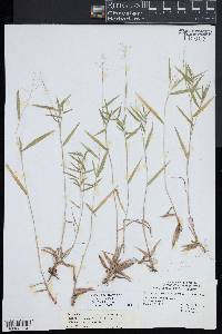 Dichanthelium acuminatum subsp. columbianum image