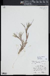 Dichanthelium acuminatum subsp. columbianum image