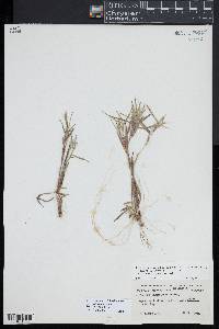 Dichanthelium acuminatum subsp. columbianum image