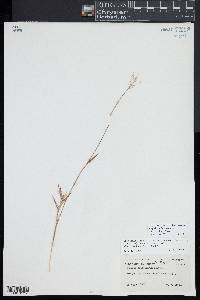 Dichanthelium acuminatum subsp. columbianum image