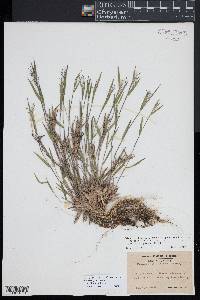 Dichanthelium acuminatum subsp. columbianum image