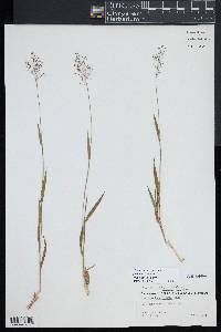 Dichanthelium acuminatum subsp. columbianum image