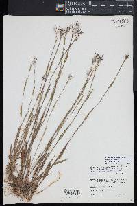 Dichanthelium acuminatum subsp. columbianum image