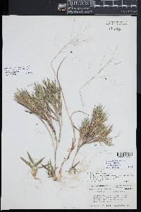 Kellochloa verrucosa image