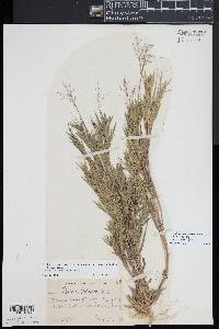 Dichanthelium acuminatum subsp. columbianum image