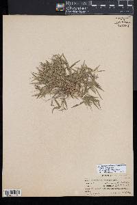 Dichanthelium meridionale image
