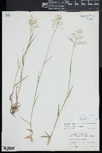 Dichanthelium commonsianum image