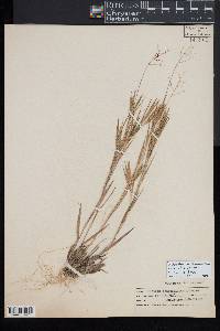 Dichanthelium commonsianum image