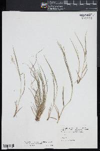 Dichanthelium depauperatum image