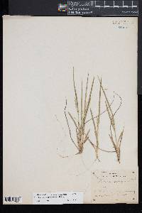 Dichanthelium depauperatum image