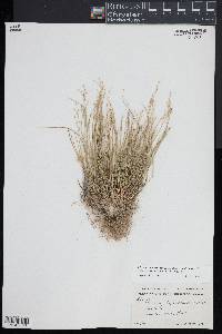 Dichanthelium depauperatum image