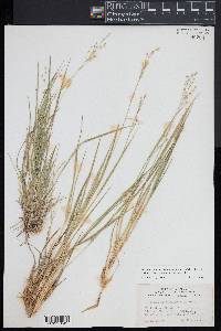 Dichanthelium depauperatum image