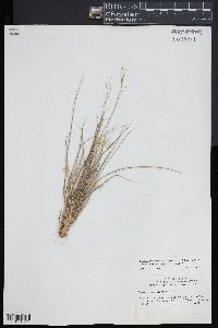 Dichanthelium depauperatum image