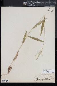 Dichanthelium depauperatum image