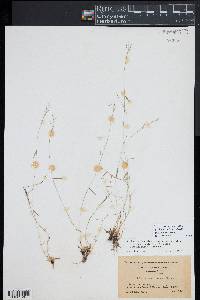 Dichanthelium ensifolium image