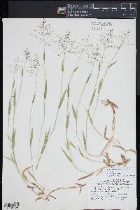 Panicum acuminatum image