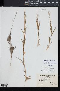 Panicum acuminatum image