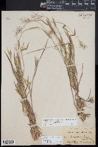 Panicum acuminatum image