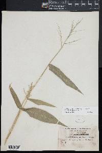 Dichanthelium latifolium image