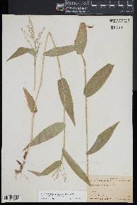 Dichanthelium latifolium image