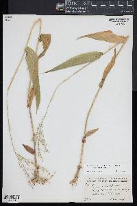 Dichanthelium latifolium image