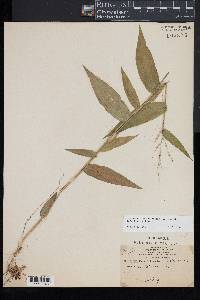 Dichanthelium latifolium image