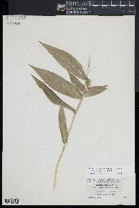 Dichanthelium latifolium image