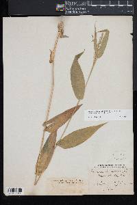 Dichanthelium latifolium image