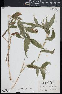 Dichanthelium latifolium image