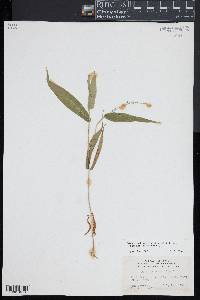 Dichanthelium latifolium image