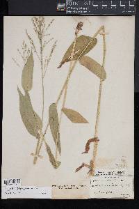 Dichanthelium latifolium image
