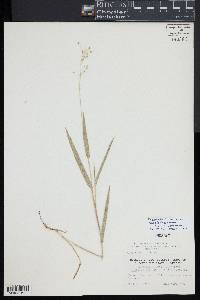 Dichanthelium leibergii image