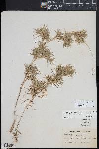 Dichanthelium acuminatum var. lindheimeri image