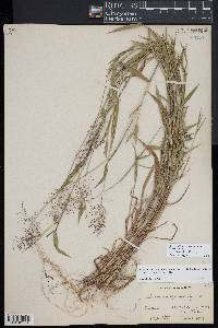 Dichanthelium acuminatum subsp. lindheimeri image