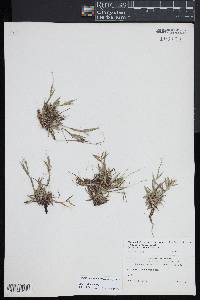 Dichanthelium acuminatum var. lindheimeri image