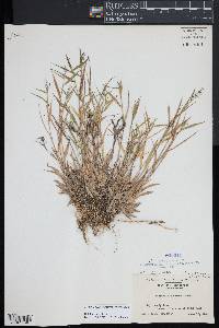 Dichanthelium acuminatum subsp. lindheimeri image