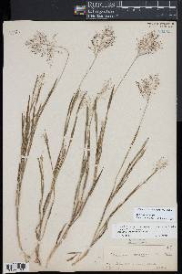 Dichanthelium acuminatum subsp. lindheimeri image