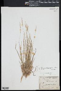 Dichanthelium linearifolium image