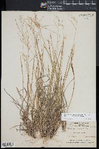 Dichanthelium linearifolium image