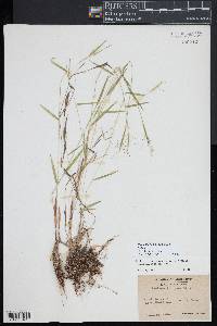 Dichanthelium lucidum image