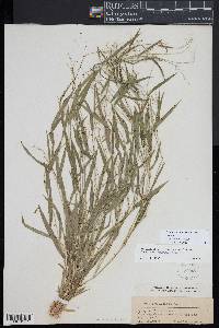 Dichanthelium lucidum image