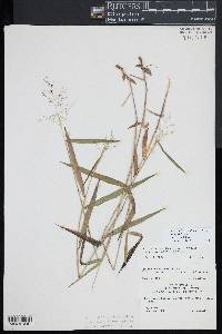 Dichanthelium dichotomum subsp. mattamuskeetense image