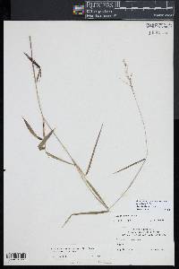 Dichanthelium dichotomum subsp. mattamuskeetense image