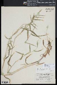 Dichanthelium dichotomum subsp. mattamuskeetense image