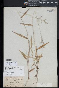 Dichanthelium dichotomum subsp. mattamuskeetense image