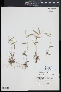 Dichanthelium dichotomum subsp. mattamuskeetense image