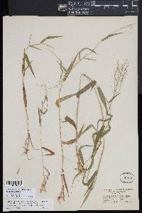 Dichanthelium dichotomum subsp. microcarpon image