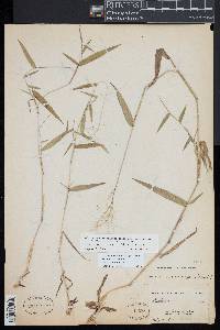 Dichanthelium dichotomum subsp. microcarpon image